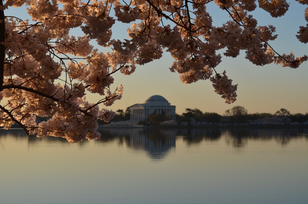 photo of pink leafed tree during sunset