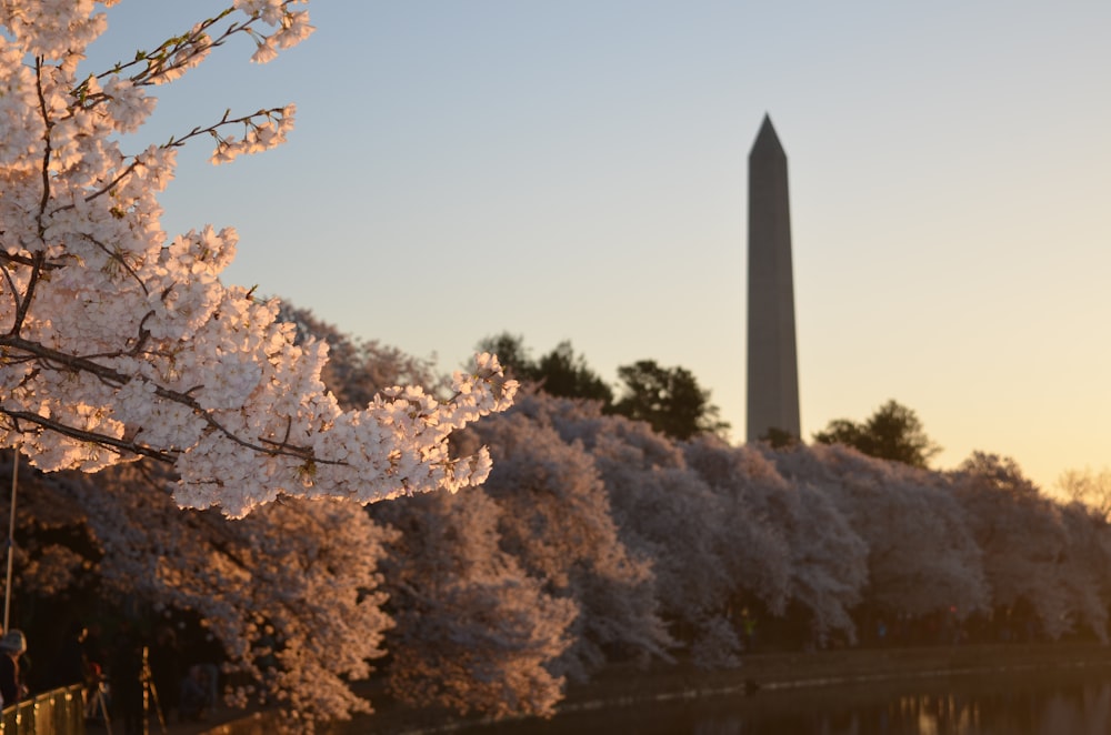 cherry blossom trees