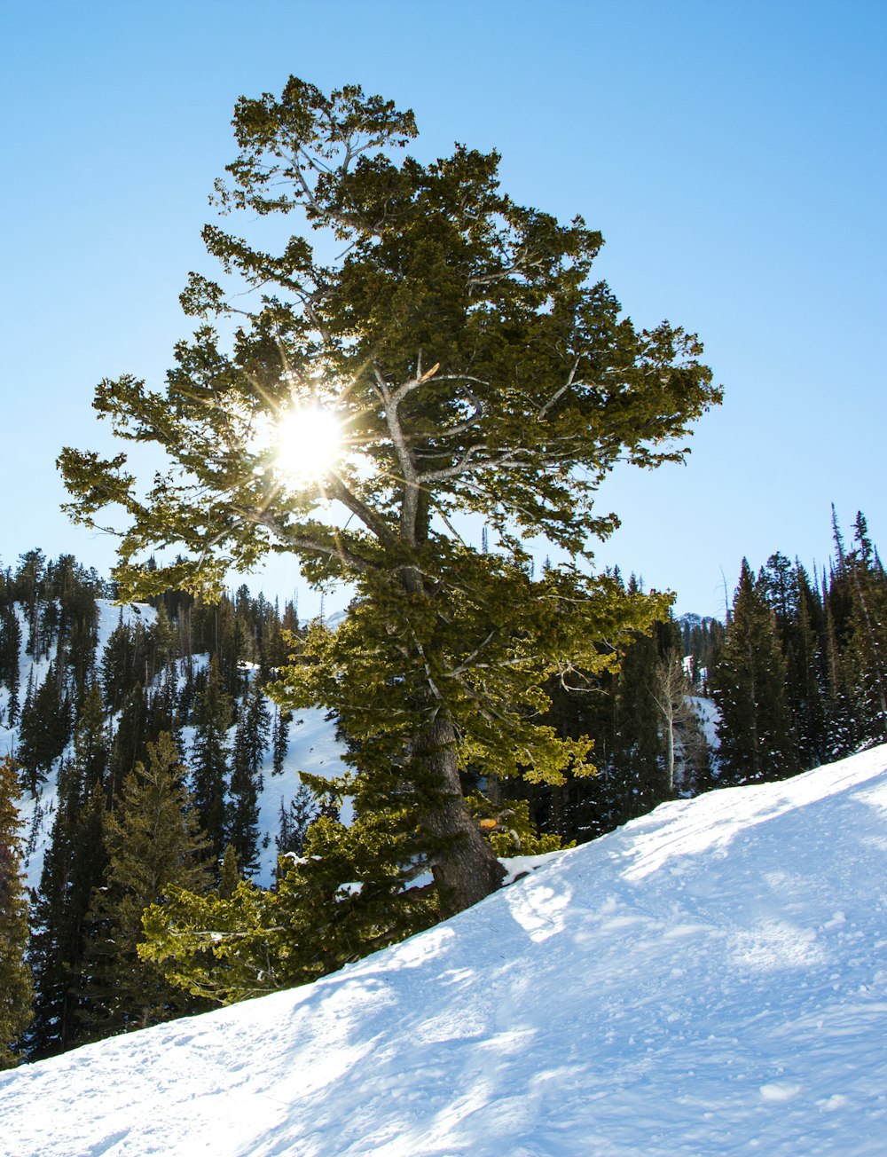 green leafed tree under blue sky