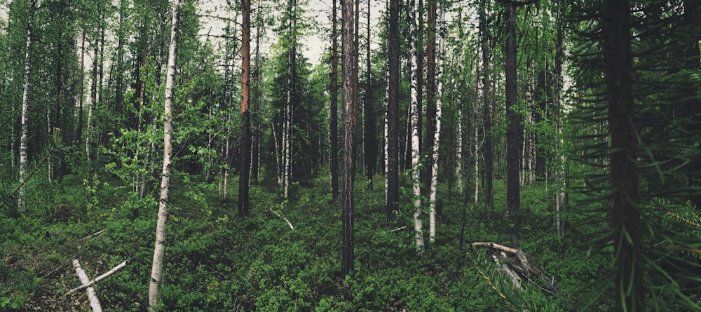 green leafed trees