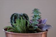 A collection of diverse succulent plants arranged in a copper pot. The foreground is dominated by bright green leaves, displaying a variety of textures and shapes, complemented by a backdrop of a cactus and other fleshy-leaved plants. The setting is minimal with a neutral background, highlighting the vibrant colors and intricate patterns of the succulents.