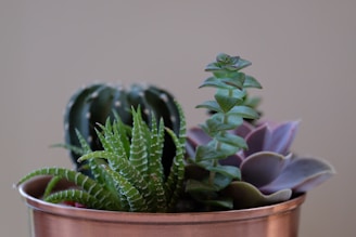 A collection of diverse succulent plants arranged in a copper pot. The foreground is dominated by bright green leaves, displaying a variety of textures and shapes, complemented by a backdrop of a cactus and other fleshy-leaved plants. The setting is minimal with a neutral background, highlighting the vibrant colors and intricate patterns of the succulents.