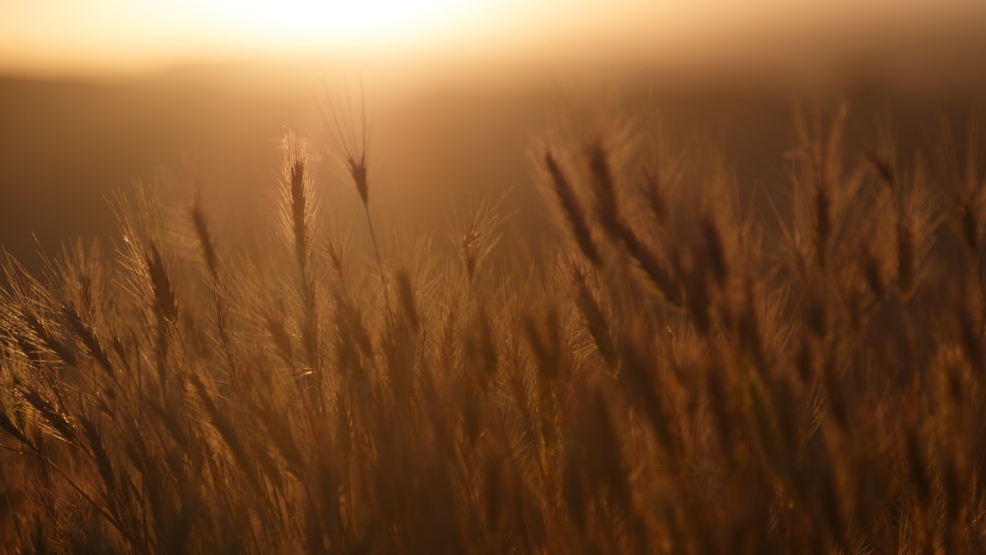closeup photo of wheat field