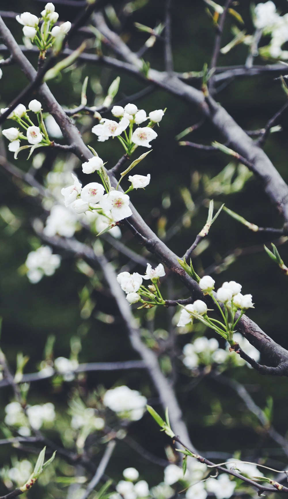 selective focus photography of white petaled flower tree