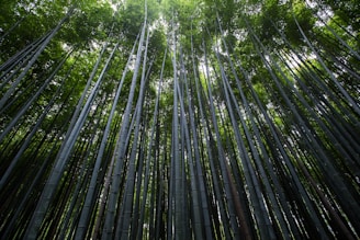 worms eye view of trees
