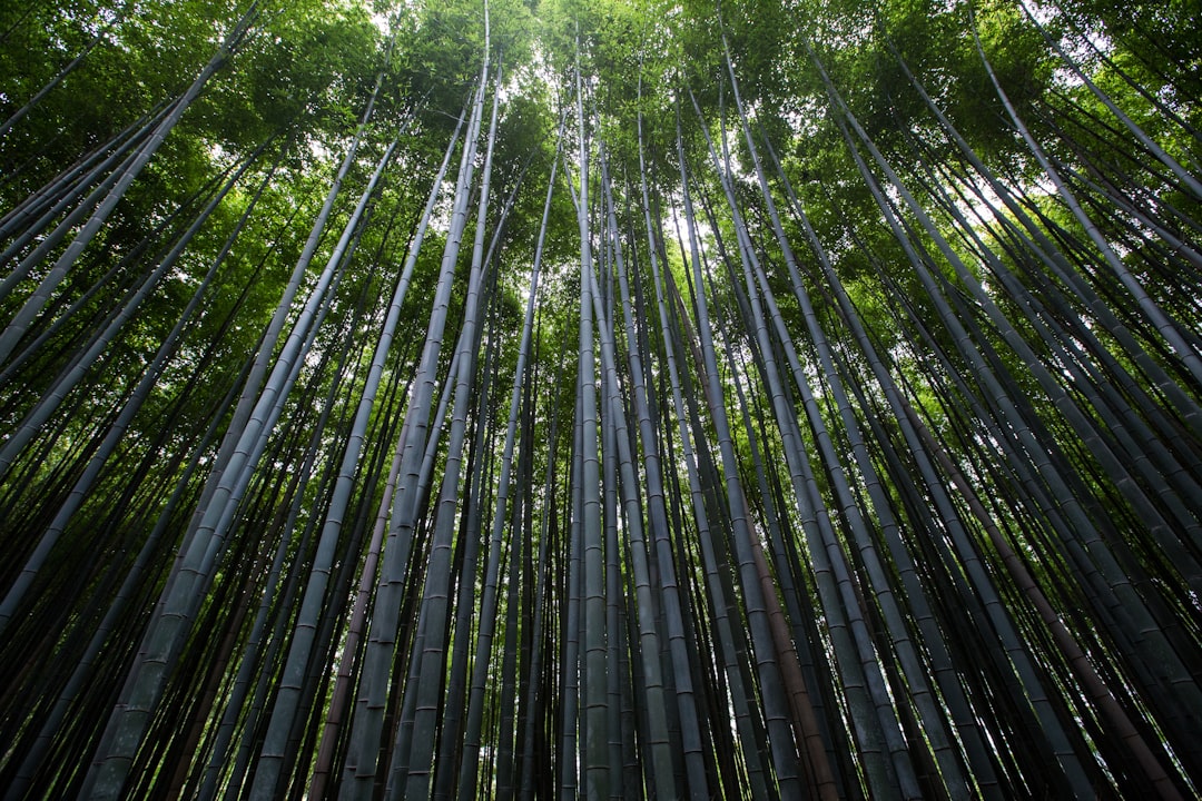 Travel Tips and Stories of Arashiyama in Japan
