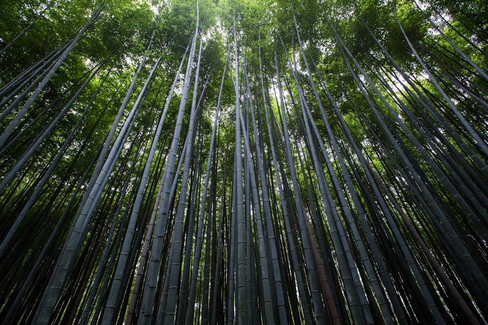 Arashiyama Bamboo Forest Kyoto Japan Pictures Download Free Images On Unsplash