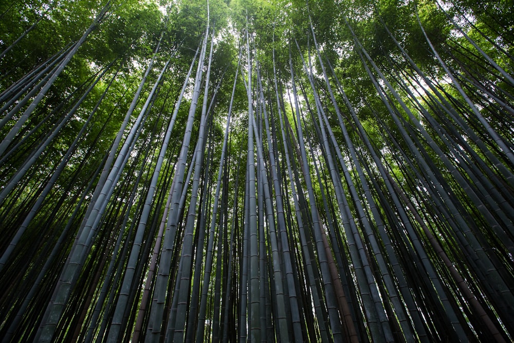 worms eye view of trees