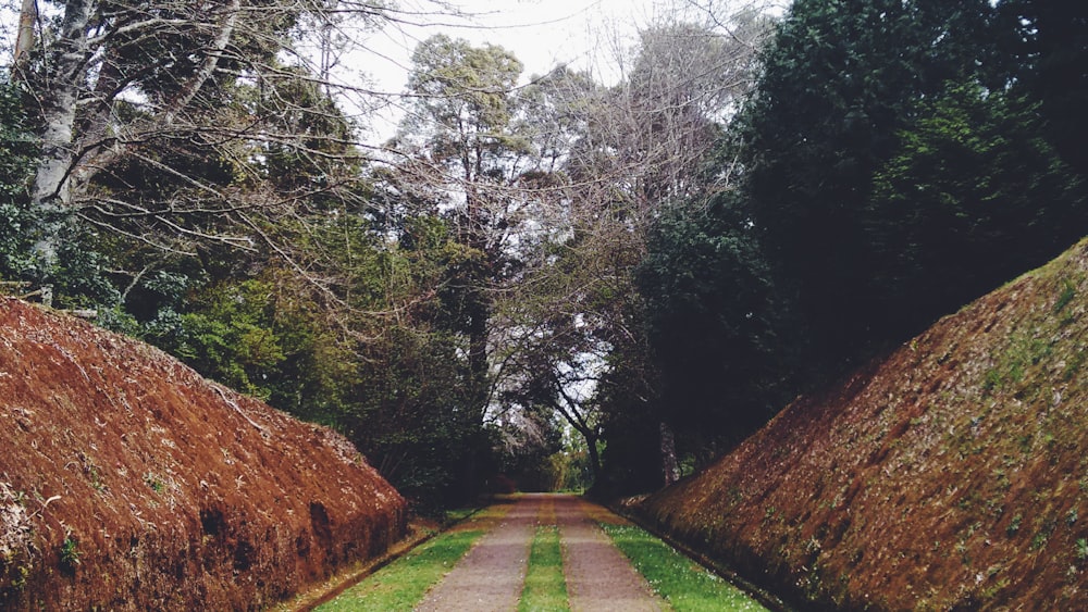 Foto di un sentiero vuoto circondato da alberi