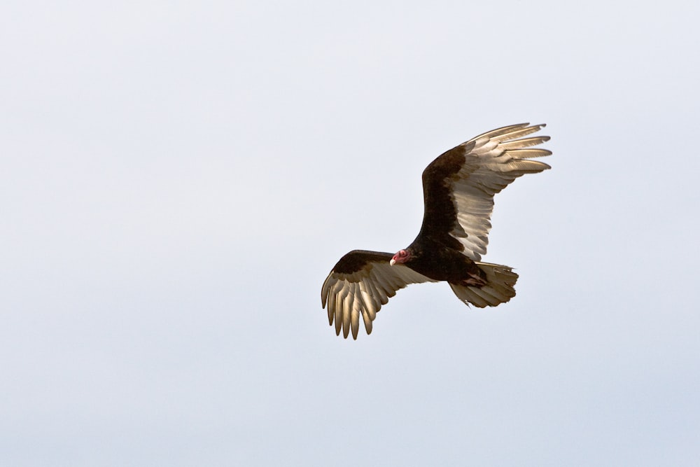 Aigle noir et brun en vol