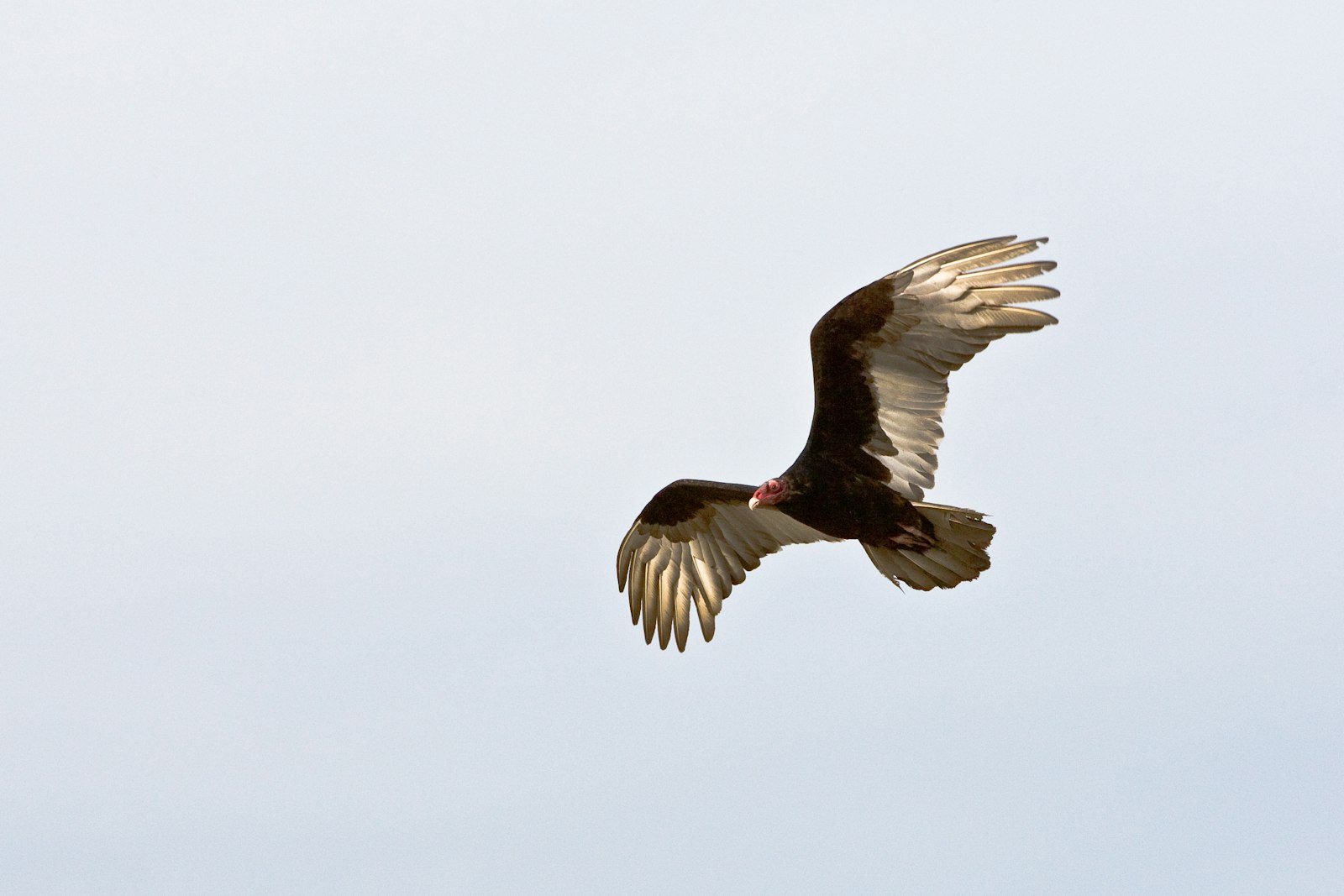 Canon EF 70-200mm F2.8L IS USM sample photo. Black and brown eagle photography