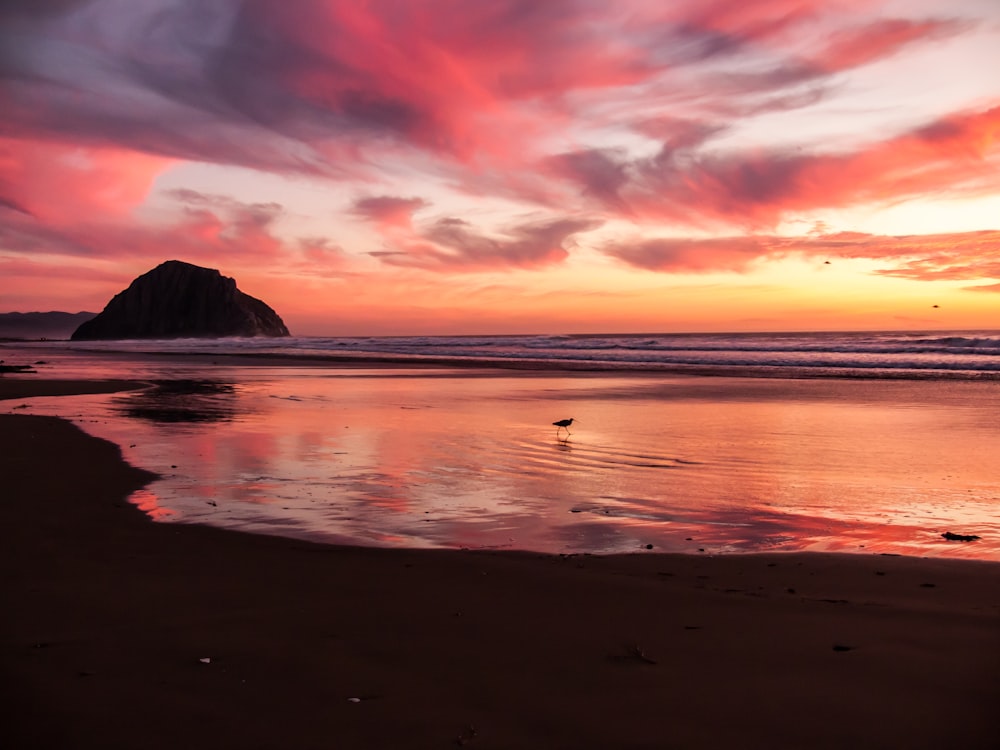 silhouette photo of bird stands on shore at golden hour