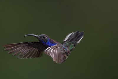 blue hummingbird flying