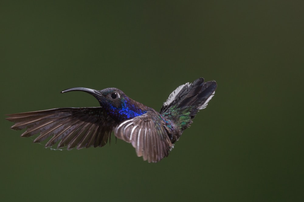 Colibrí azul volando