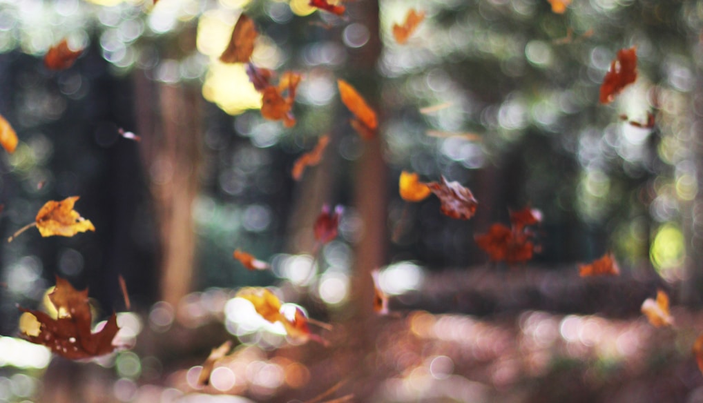 selective focus photography of orange and brown falling maple leaves