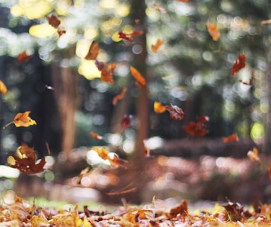 selective focus photography of orange and brown falling maple leaves