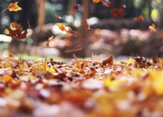 selective focus photography of orange and brown falling maple leaves