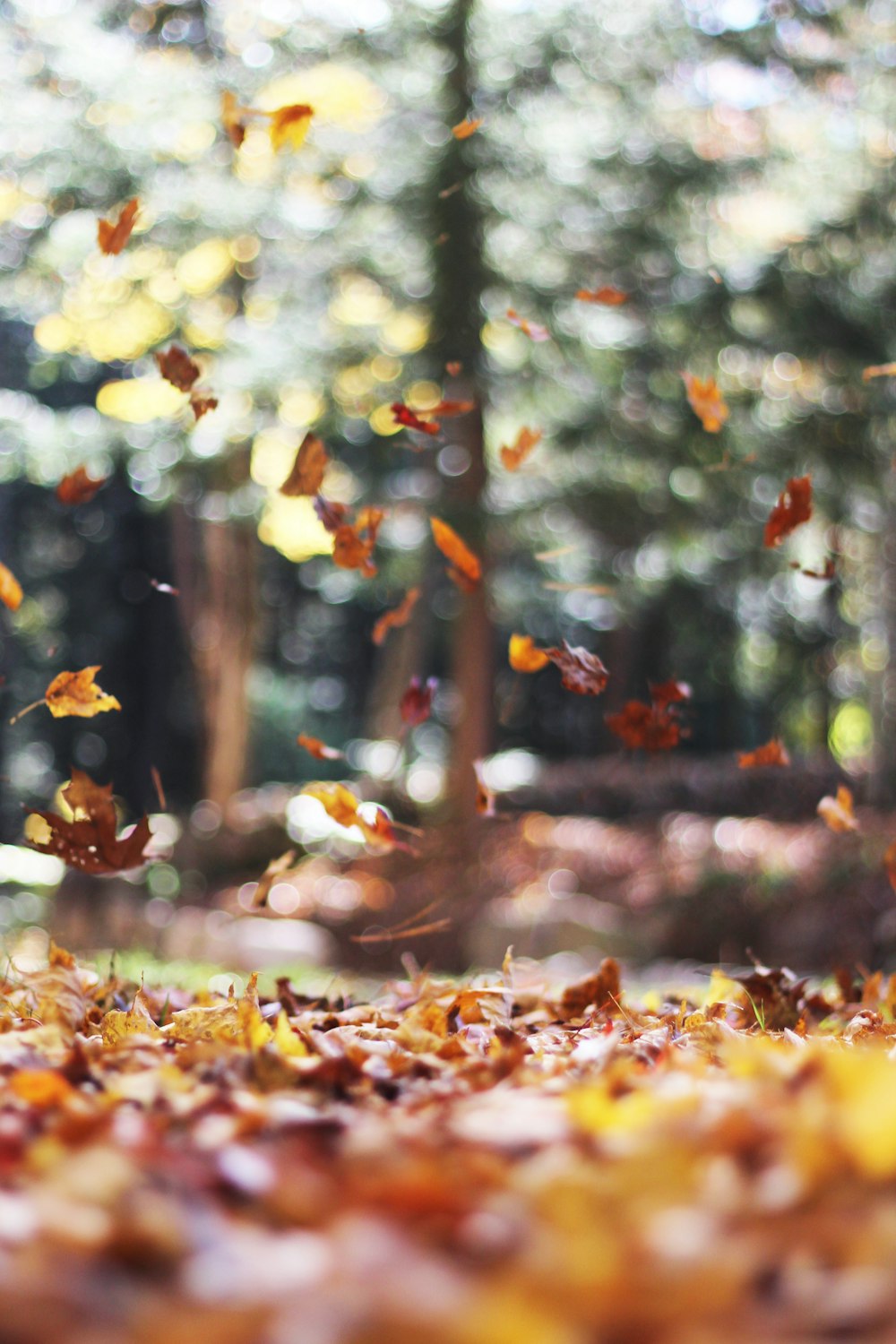 selective focus photography of orange and brown falling maple leaves