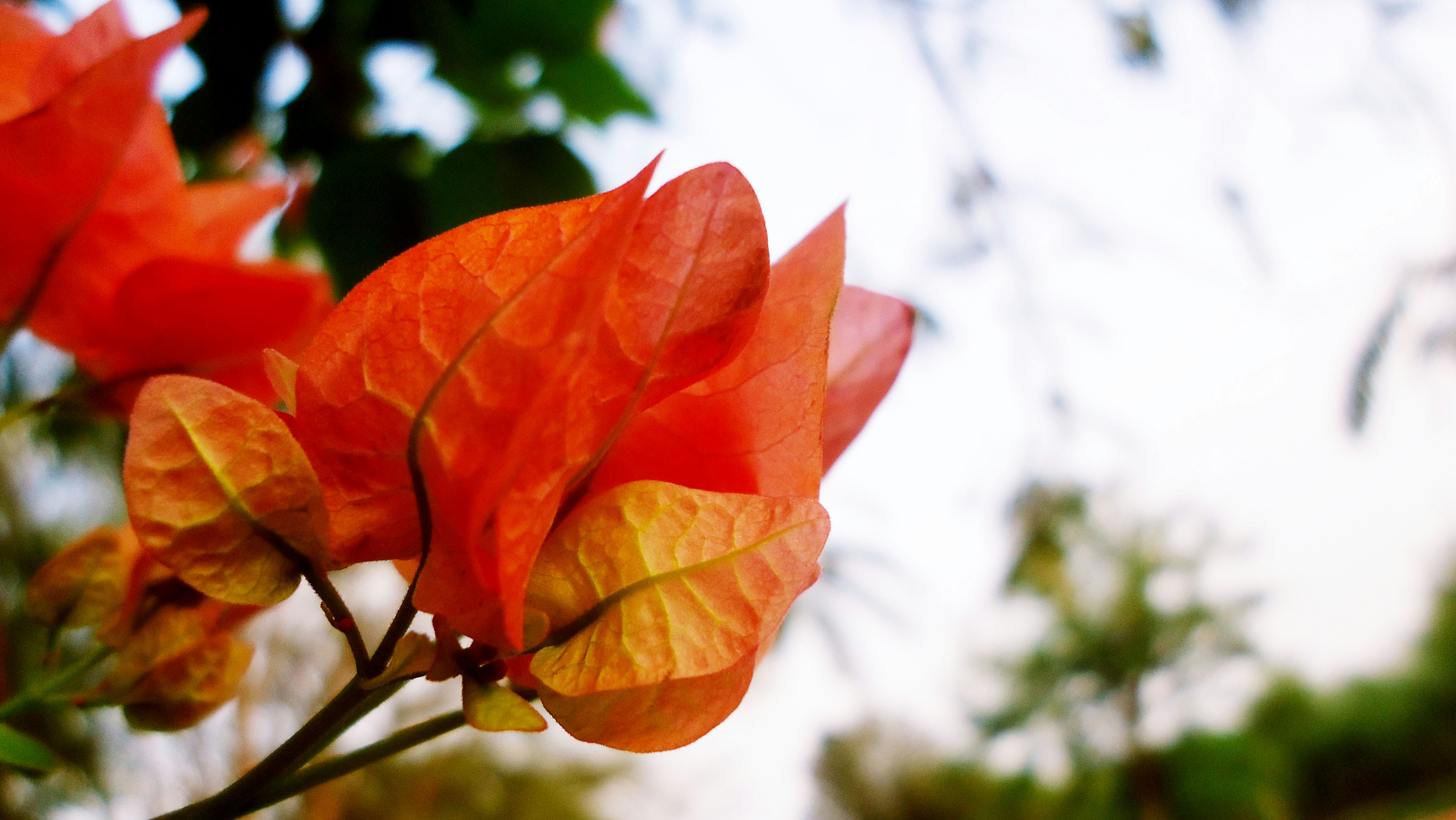 Free Unsplash photo from JandJ PhotoGraphics