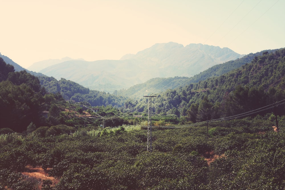 aerial photography of green trees during daytime