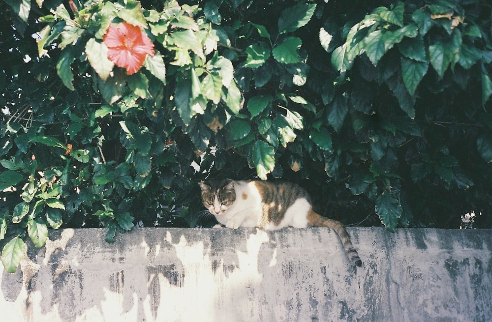 Gato calicó tricolor en la parte superior de la pared