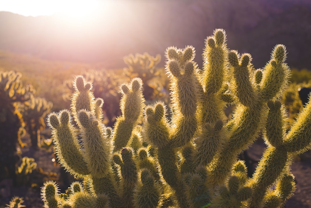 green cacti plants