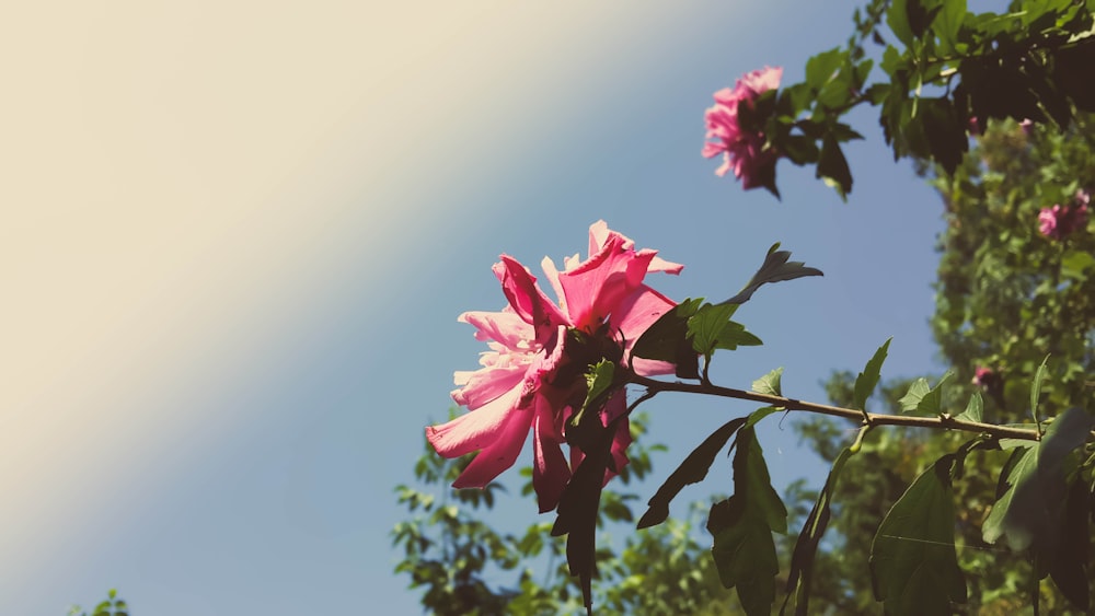 rosa Blume mit grünen Blättern