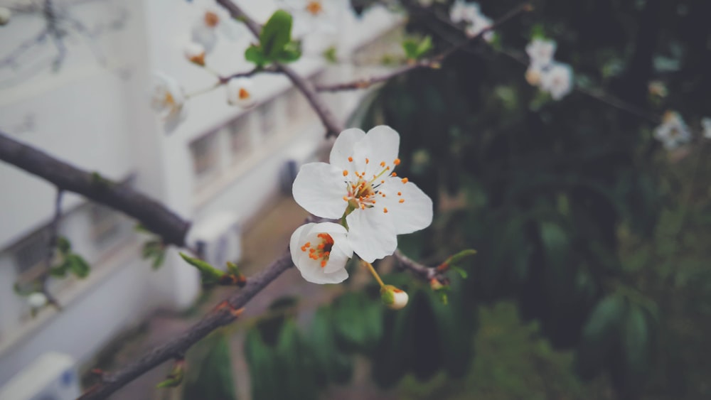 white petaled flower during daytime