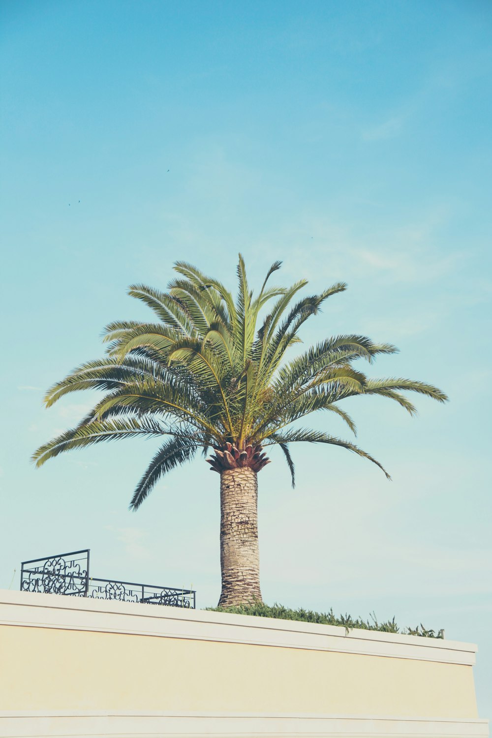 albero verde e marrone sotto il cielo blu e bianco durante il giorno