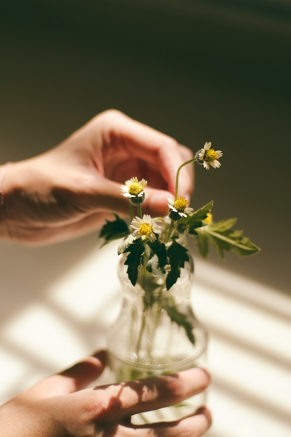 白いヒナギクの花の葉と透明なガラスの花瓶を持つ人の手
