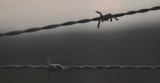 Illustration of barbed wire blending into high-contrast pink and black textures.