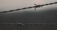 focus photo of gray barb wire