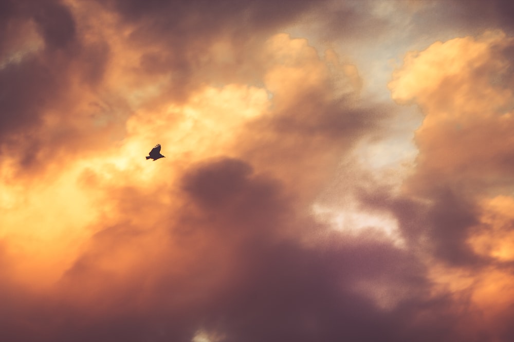 silhouette photography of bird