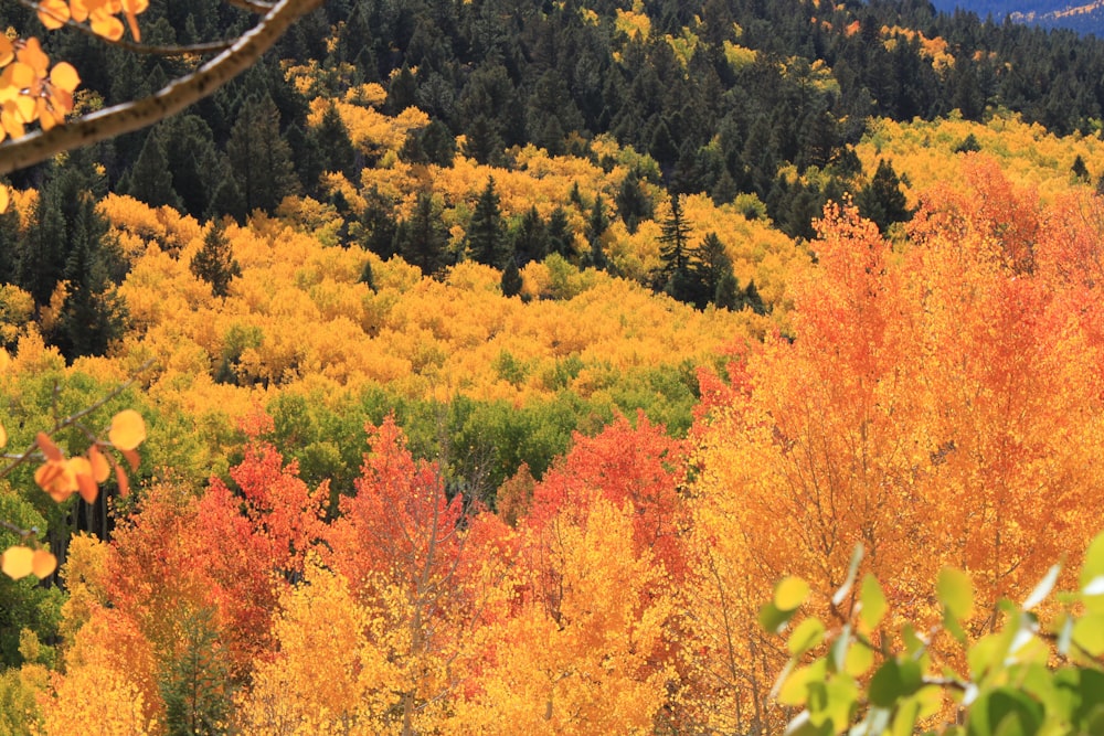 Arbres orange, jaunes et verts.