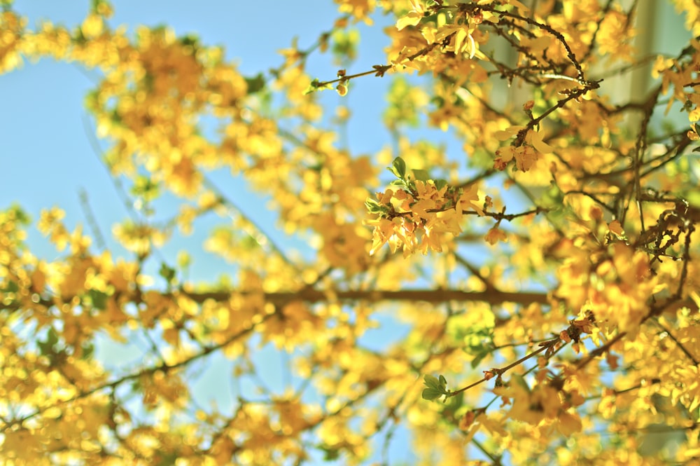 Selektives Fokusfoto einer gelbblättrigen Blume