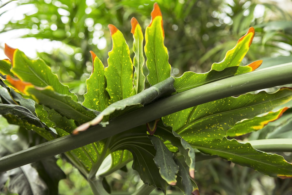 pianta a foglia rossa e verde