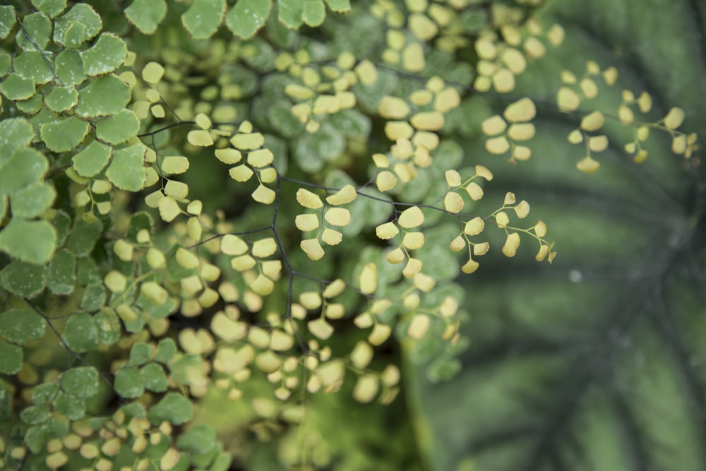 green leaves in tilt shift lens