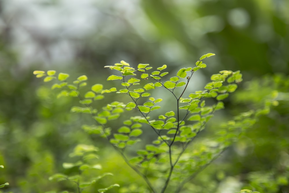 green plant in tilt shift lens