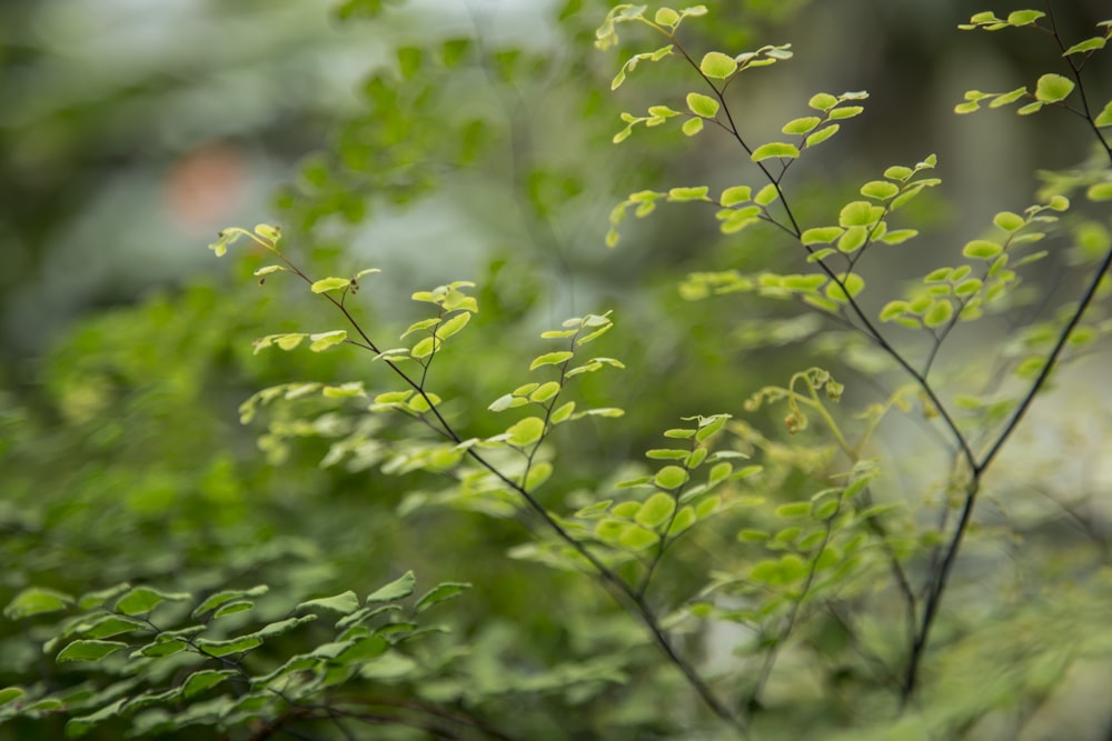 틸트 시프트 렌즈의 녹색 식물