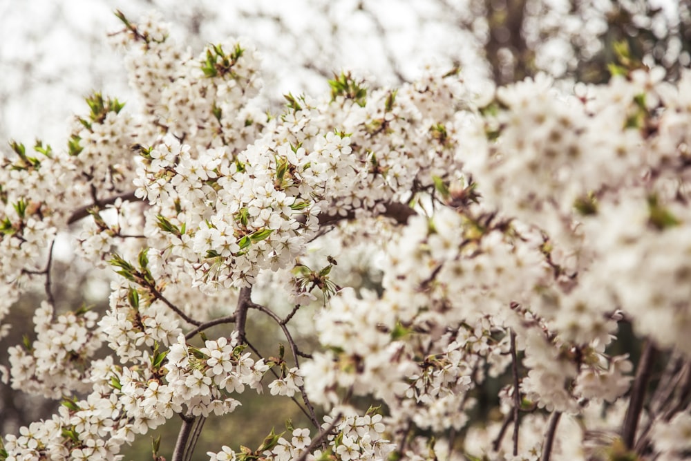 selective photo of white petaled flower