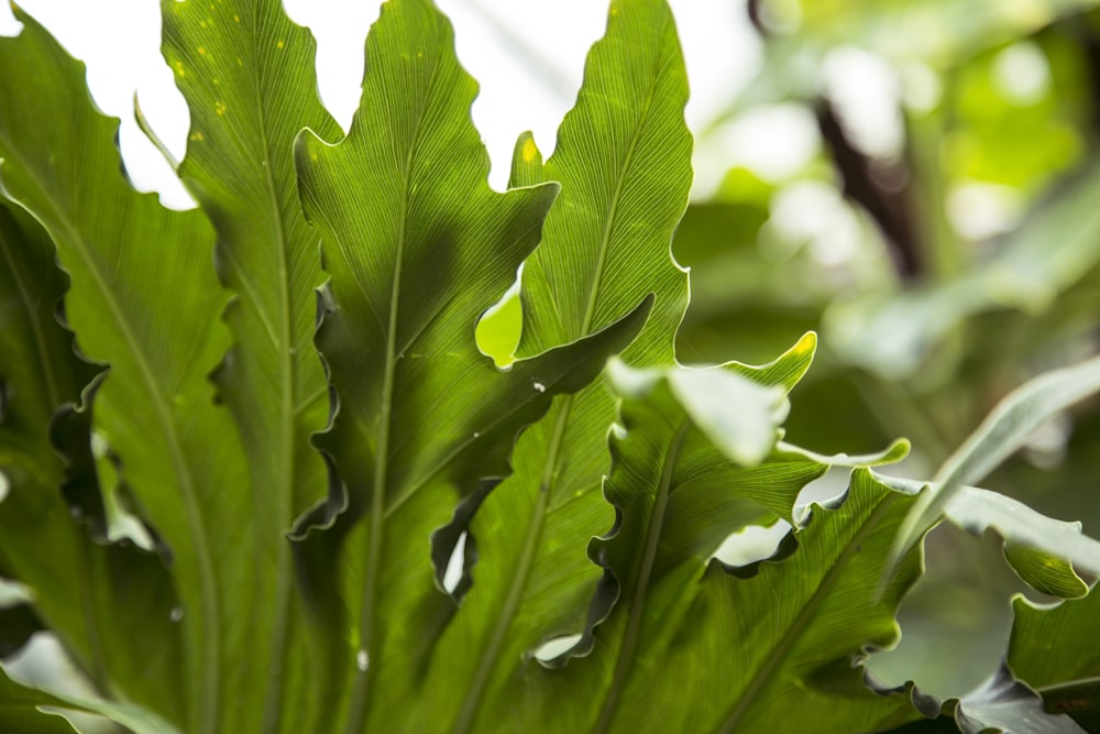 green leaf with water droplets