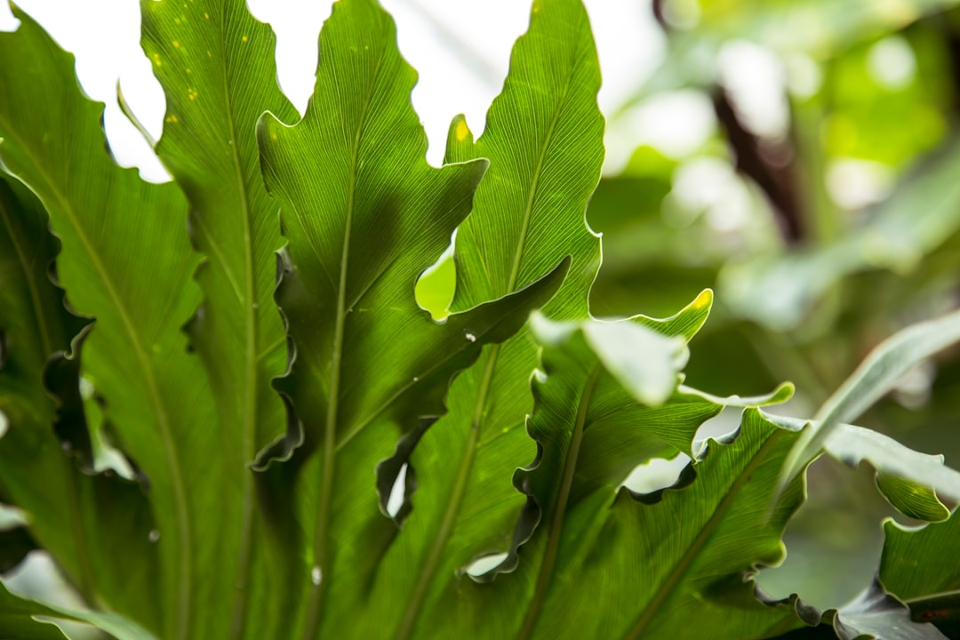 green leaf with water droplets