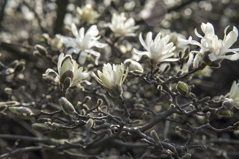 flores brancas no galho marrom da árvore