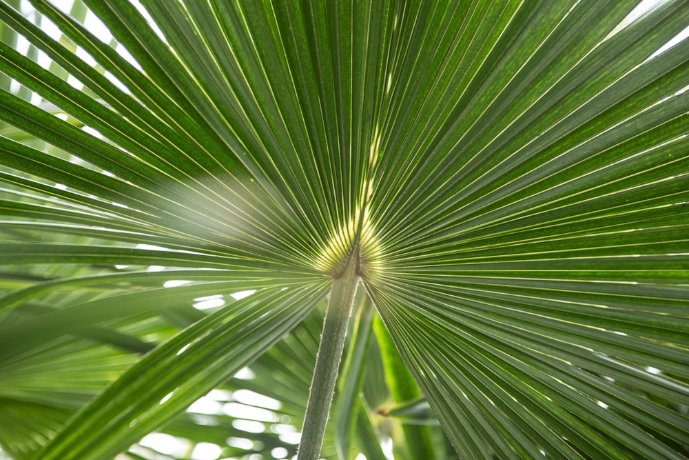 green leaf plant during daytime