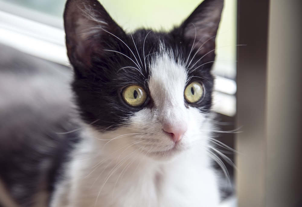 black and white cat with yellow eyes