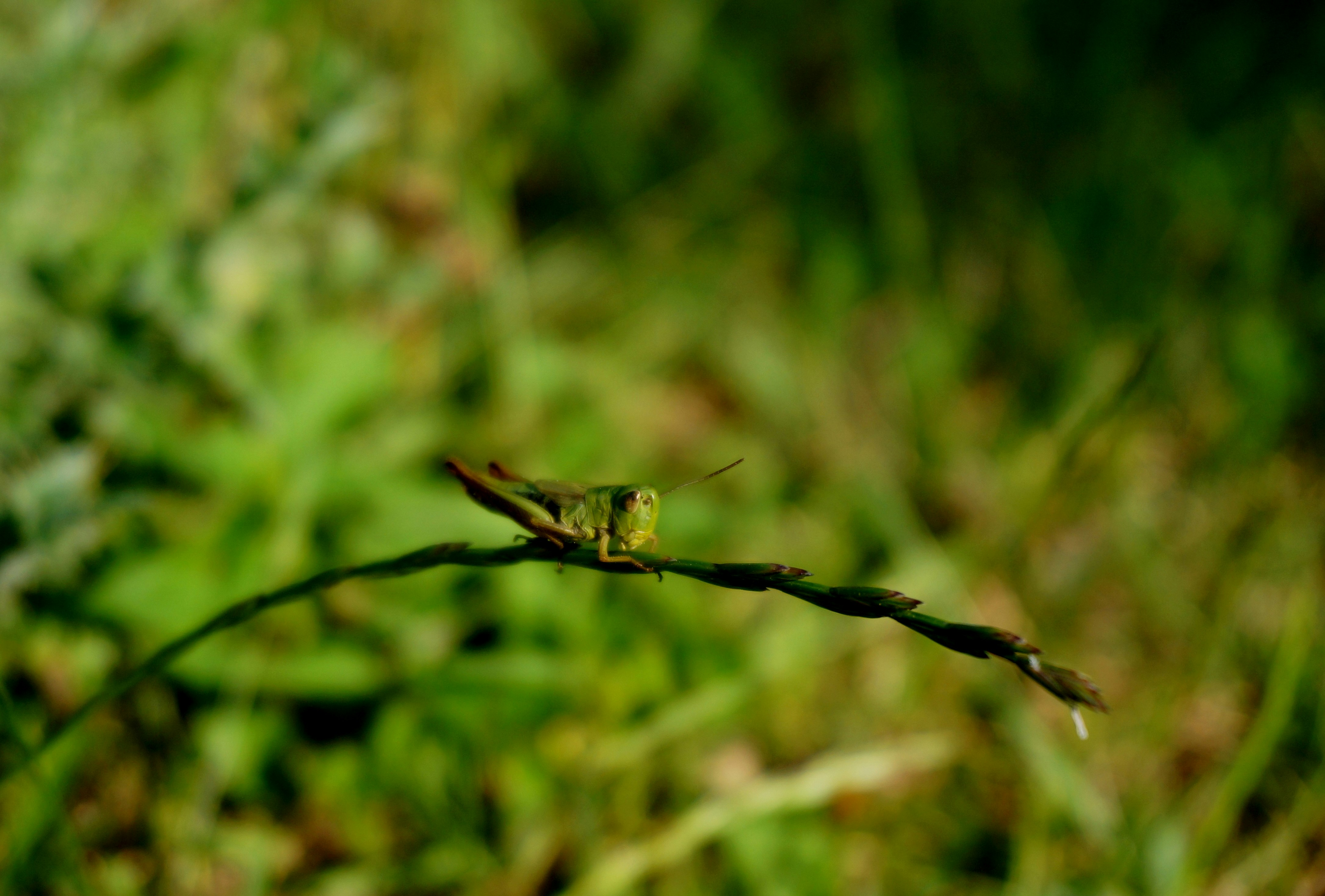 macro photo of grasshopper on leaf branch