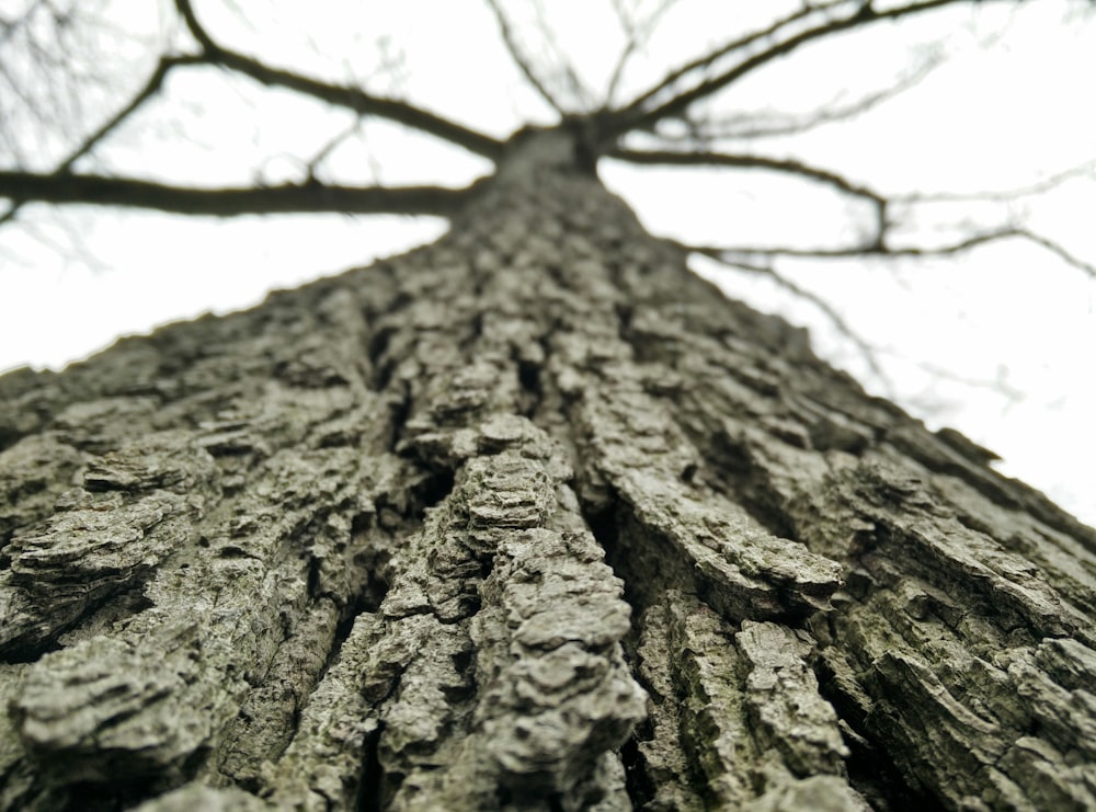Tiefwinkelfotografie eines grauen Baumes bei Tag