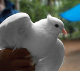 A close-up of a child’s hand gently holding a dove, symbolizing peace.