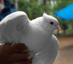 Close-up of a white dove perched gently on a hand during a release.
