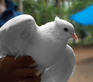 A close-up of a child’s hand gently holding a dove, symbolizing peace.